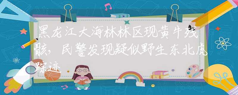黑龙江大海林林区现黄牛残骸，民警发现疑似野生东北虎踪迹